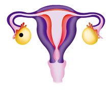 Fase ovulatoria