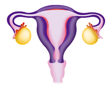 Fase pre-ovulatoria