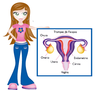 Los órganos femeninos de la reproducción